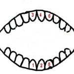 宝宝出了六颗小牙了