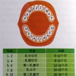 雪莱终于出磨牙了——第九颗牙