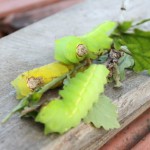 带雪莱回老家——玩柞蚕