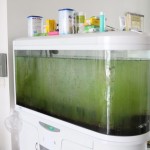 鱼缸终于见亮了