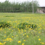 沈阳公园计划之蒲河廊道虎石台段(好多蒲公英)