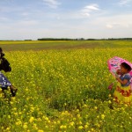 沈阳公园计划之七星湿地公园油菜花