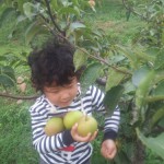 中秋节爱琴谷采摘