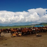 第三军马训练场骑马