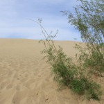 翁牛特旗勃隆克沙漠