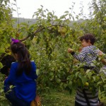 欢度中秋~爱琴谷采摘