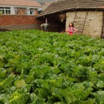 奶奶家院子里的白菜地