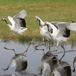 十天十夜之齐齐哈尔扎龙自然保护区