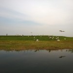 十天十夜之齐齐哈尔扎龙自然保护区